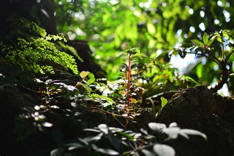 Free Images Tree Nature Forest Branch Blossom Sunlight Leaf