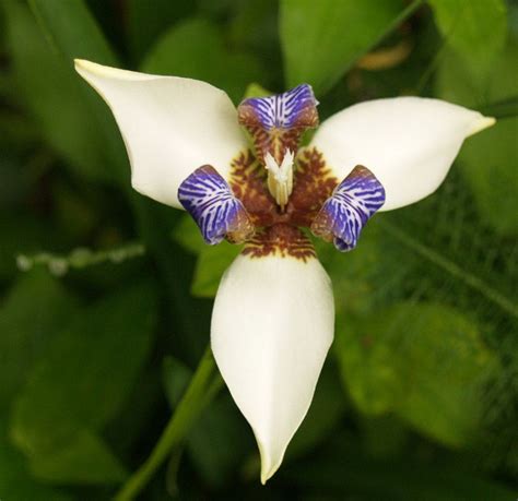 Walking Iris Exotic Flowers, Colorful Flowers, Beautiful Flowers, White ...