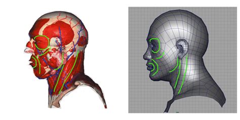 Head Modeling Supplement