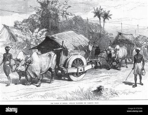 General View The Famine In Bengal Bullock Hackeries For Carrying Grain