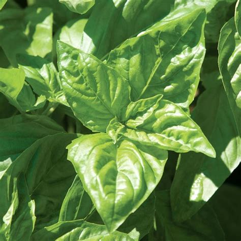 Sweet Basil Seeds Organic And Non Gmo Basil Seeds Heirloom Etsy