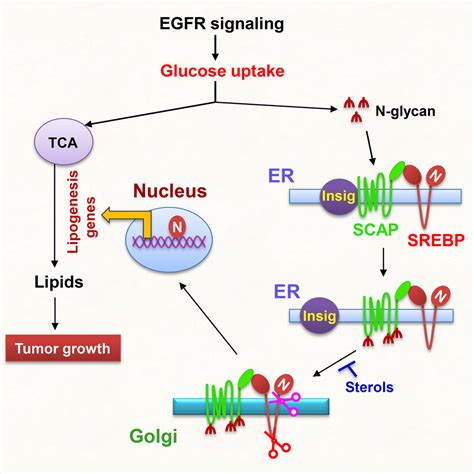 Glucose Mediated N Glycosylation Of SCAP Is Essential For SREBP 1