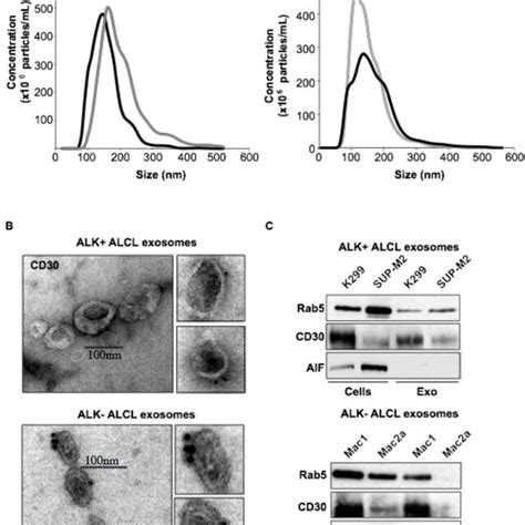 Molecular Profiling Of Alk And Alk Alcl Derived Exosomes A Download Scientific Diagram