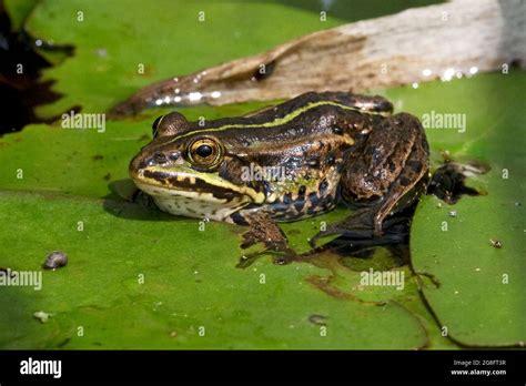 Northern Pool Frog Pelophylax Lessonae Introduced Thompson Water Nwt