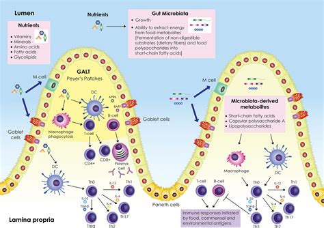 Frontiers The Influence Of Nutritional Factors On Immunological Outcomes