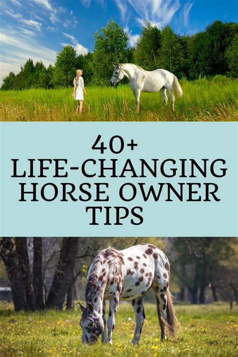 50 Tips For New Horse Owners Everything You Need To Know Horse Owner