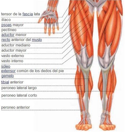 Sistema muscular Músculos de la pierna Vista anterior Musculos