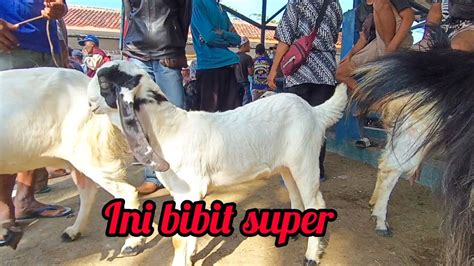 Bibit Kambing Superharga Masih Ekonomis Pasar Kambing Argopeni