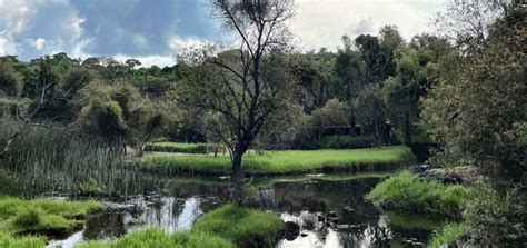 Laguna De Hueyapan El Texcal Una Maravilla De Morelos Diario De Morelos