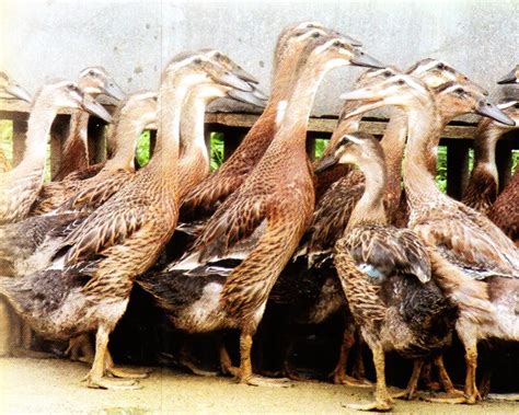 5 Jenis Bebek Pedaging Yang Ada Di Indonesia Star Farm International