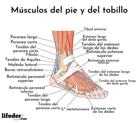 Músculos de la pierna descripción y funciones imágenes