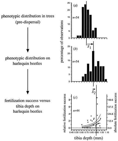 Stages Of Dispersal Generated Sexual Selection In Scorpioides The Download Scientific