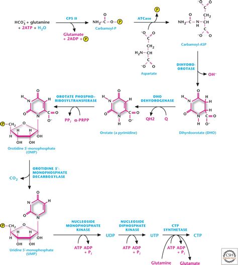 Nucleotide Metabolism