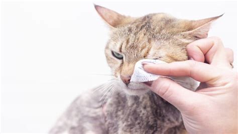 Hat Meine Katze Eine Bindehautentz Ndung Dr Sam