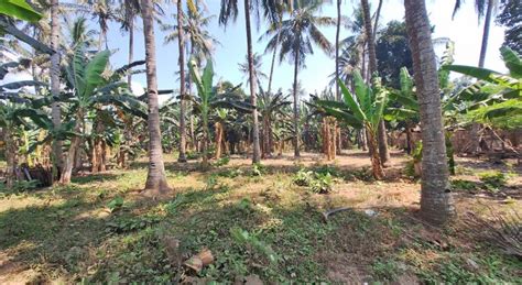 Dijual Tanah Sawah Di Sobo Banyuwangi Omahku Properti