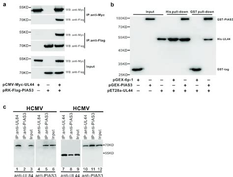 Ul Hcmv Dna Polymerase Processivity Factor Interacts With Human E