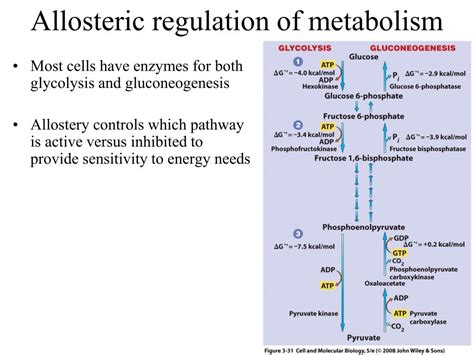 Ppt Metabolism Powerpoint Presentation Free Download Id1951777