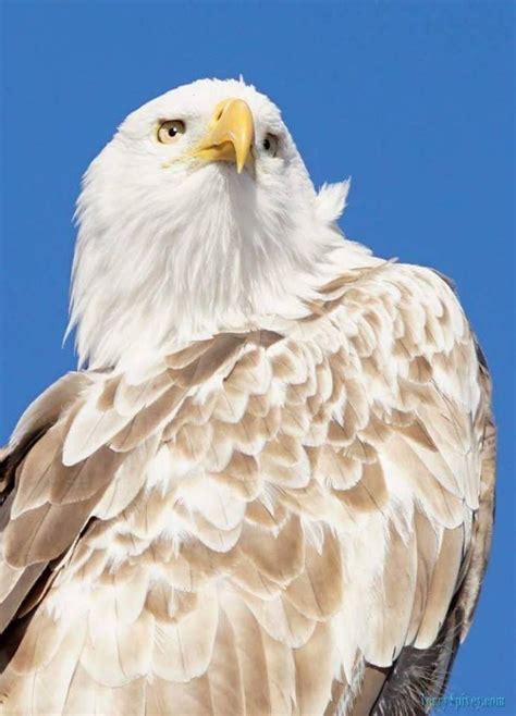 A leucistic animal - This bald eagle displays the partial loss of ...