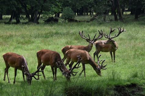 Wildpark Eekholt Juli Abschlussfahrt Der Klassen Goethe