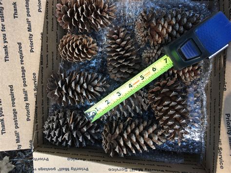 4 Inch Georgia Loblolly Pine Cones 39 Qty