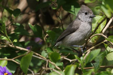 Oak Titmouse | Audubon Field Guide