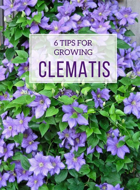 6 Tips For Growing Clematis The Queen Of Climbers Longfield Gardens