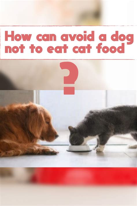 What Happens If The Dog Eats Cat Food Saeqqi