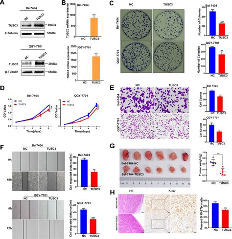 Effects Of Tusc Overexpression On The Biological Behavior Of