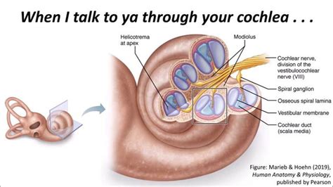 Cochlea Anatomy MEDizzy