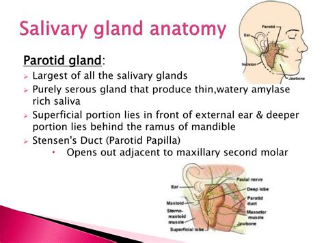 Anatomy Of Salivary Glands Ppt | Images and Photos finder