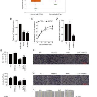 Curcumin Inhibits Cell Viability Migration And Invasion By Regulating