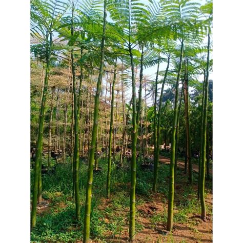 Jual Tanaman Teduh Solobium Pohon Pakis Brazil Meter Shopee