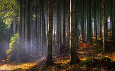 Tapety światło słoneczne drzewa krajobraz Natura ranek zamglenie