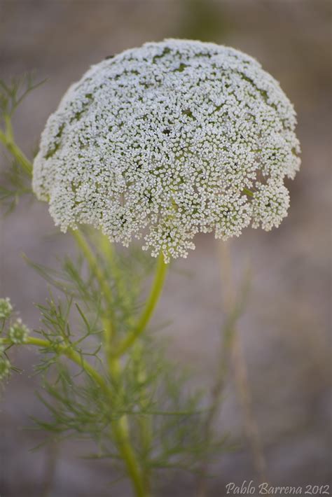 Naturaleza Y Ornitología Biznaga Ammi Visnaga