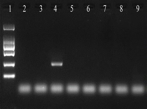 一种转基因玉米双抗12 6转化体特异性pcr的检测方法与流程