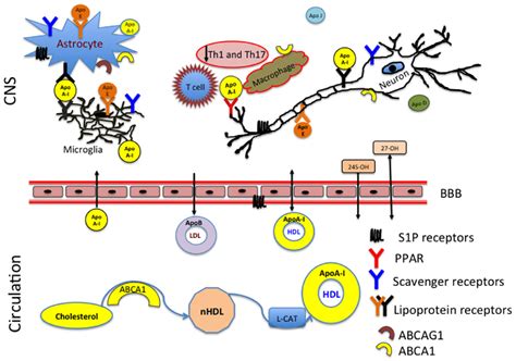 Frontiers Importance Of Apolipoprotein A I In Multiple Sclerosis