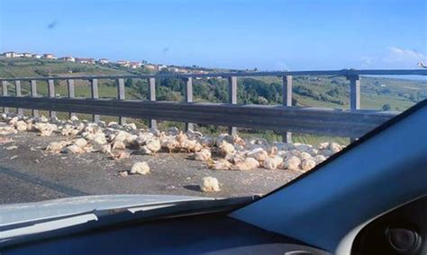 Camion Si Ribalta In A14 Strage Di Polli Tra Ortona E Pescara