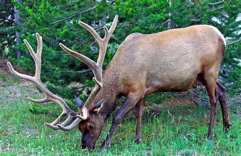 Royal Bull Elk Photograph by Karon Melillo DeVega - Fine Art America