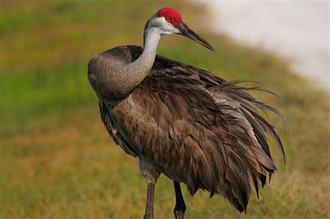 Sandhill Crane Terribird Galleries Digital Photography Review