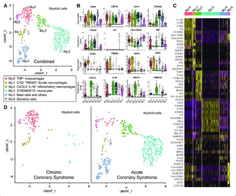 Figure Clustering Of Myeloid Cells Showing A Distinct Unique