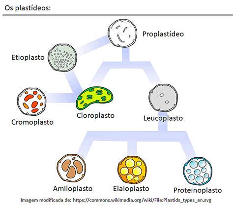 Resumos De Biologia As Mitoc Ndrias E Os Cloroplastos Organelas Do