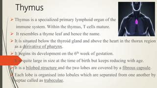 Lymphoid Organs PPT