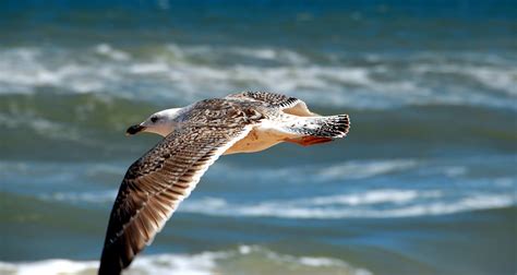 Seagull Flying Over The Ocean Free Stock Photo Public Domain Pictures