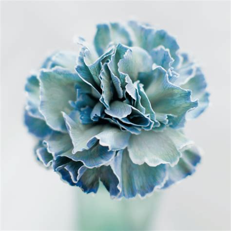 Blue Carnation Flower Meaning Symbolism And Significance