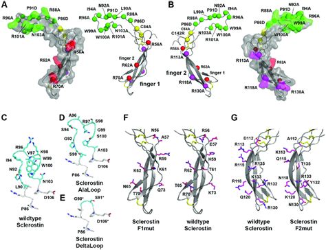 Overview of investigated Sclerostin variants. (A) Surface and secondary... | Download Scientific ...