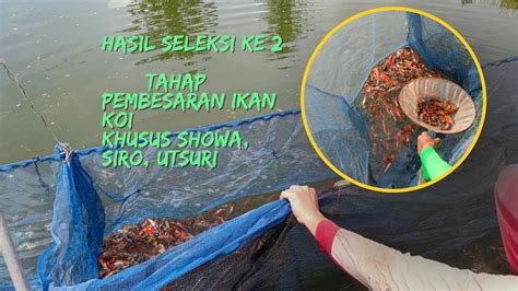 Tahap Seleksi Ke Untuk Pembesaran Ikan Koi Seperti Ini Youtube