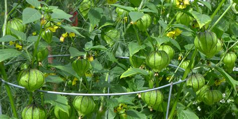 One of my favourite garden harvests: home-grown tomatillos – The Food ...