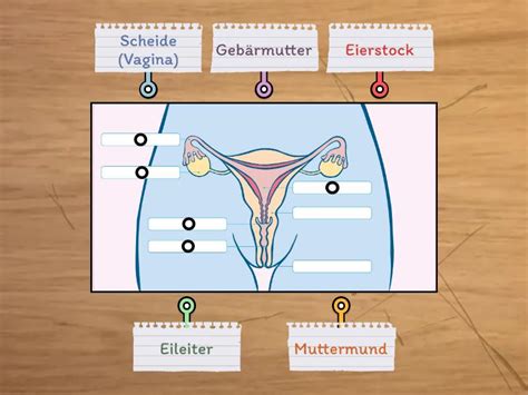 Weibliche Geschlechtsorgane Von Vorn Labelled Diagram