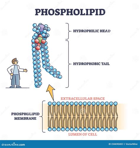 Phospholipid Or Phosphatides Lipids Microscopical Structure Outline ...