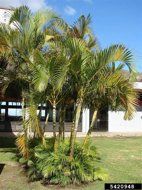 Yellow Butterfly Palm Dypsis Lutescens H Wendl Beentje Dransf